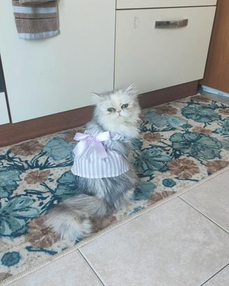 Gattina di razza persiano