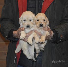 Cuccioli Golden Retriever