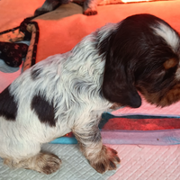 Cocker spaniel cuccioli