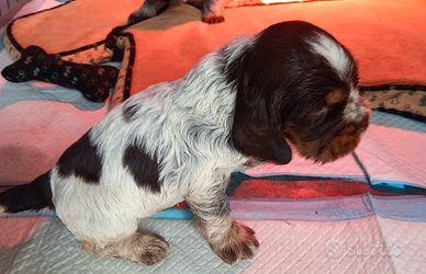 Cocker spaniel cuccioli