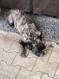 Bulldog francese sterilizzata