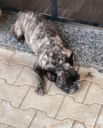 Bulldog francese sterilizzata