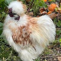 Moroseta Collo Nudo gallo Browny