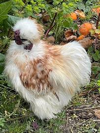 Moroseta Collo Nudo gallo Browny