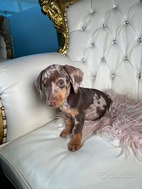 Bassotti kaninchen