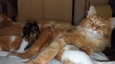 Incroci Maine Coon con Europeo