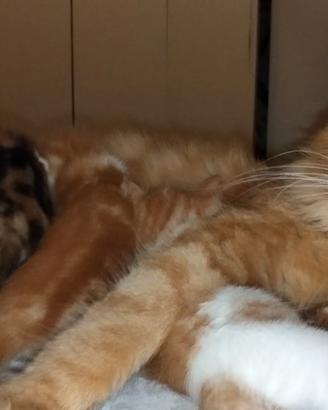 Incroci Maine Coon con Europeo