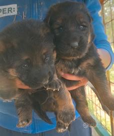 Cucciolo pastore tedesco