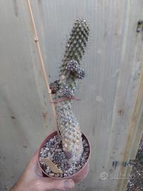 Copiapoa humilis var. variispinata. H 21 cm Cactus