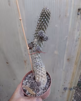 Copiapoa humilis var. variispinata. H 21 cm Cactus