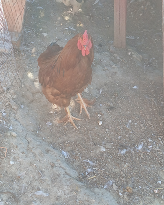 Galline