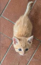 Gattino rosso