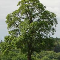 Piante di olmo e gelso nero