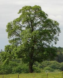 Piante di olmo e gelso nero