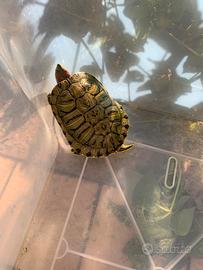 2 tartarughe acquatiche + accessori - 40