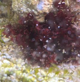 Macroalghe acquario marino