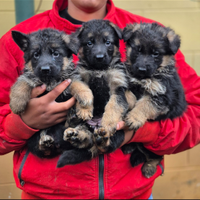 Cuccioli pastore tedesco