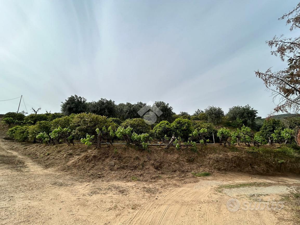 TERRENO A CORIGLIANO-ROSSANO - Vista 5