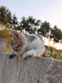 Gattini di due mesi