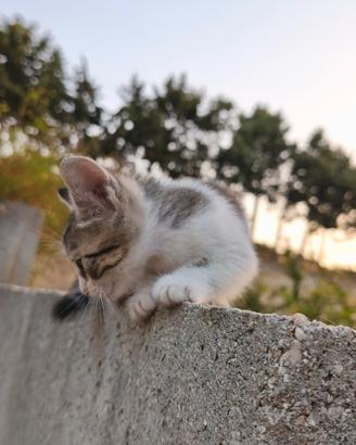 Gattini di due mesi