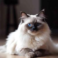 Gatto ragdoll per monte