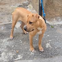 Pitbull Marrone maschio