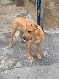 Pitbull Marrone maschio