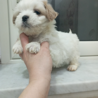 Mini Shitzu toy
