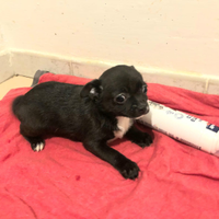 Dolcissimo chihuahua Toy