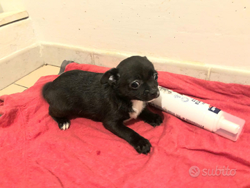 Dolcissimo chihuahua Toy