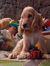 Cocker spaniel Inglese
