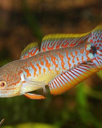Ghiozzo Pavone - Tateurndina ocellicauda