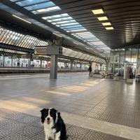 Border collie per monte