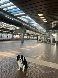 Border collie per monte