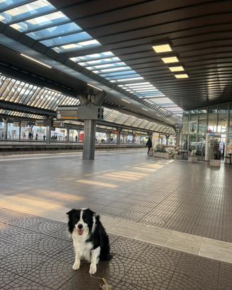 Border collie per monte