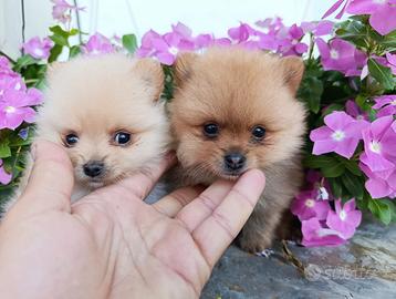 Volpino di pomerania/spitz toy nano pedigree