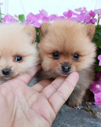 Volpino di pomerania/spitz toy nano pedigree