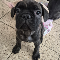 Bulldog francese