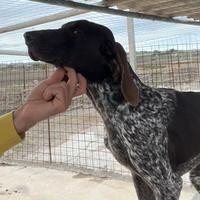 Kurzhaar bracco tedesco