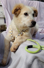 Cucciolo taglia media mix maremmano