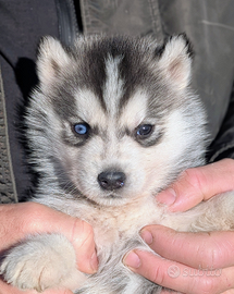 Cuccioli di siberian husky