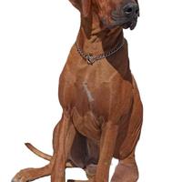 Cuccioli di razza Rhodesian Ridgeback