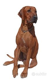 Cuccioli di razza Rhodesian Ridgeback