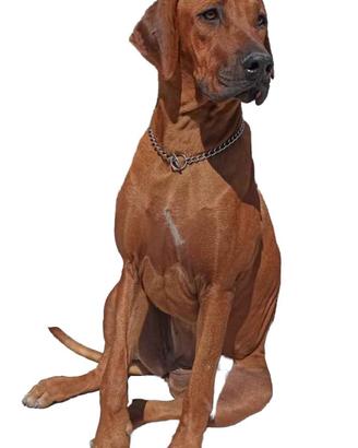 Cuccioli di razza Rhodesian Ridgeback
