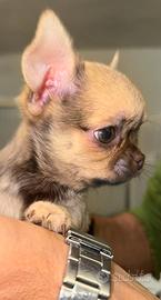 Cucciola chihuahua cioccolato taglia piccolissima