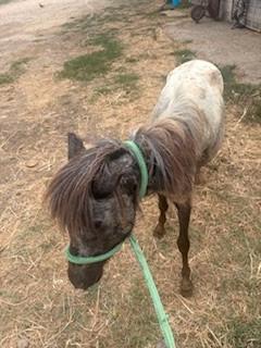 Pony domati e castrati