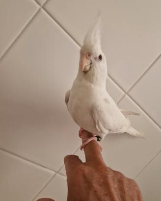 Calopsita