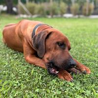 Rhodesian Ridgeback stallone con pedigre per monta
