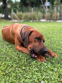 Rhodesian Ridgeback stallone con pedigre per monta