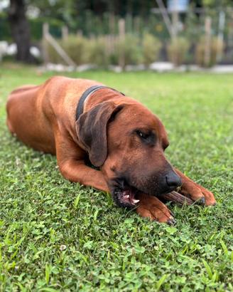 Rhodesian Ridgeback stallone con pedigre per monta